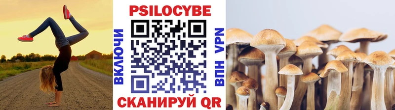 Купить где  Курчатов  Галлюциногенные грибы Cubensis 